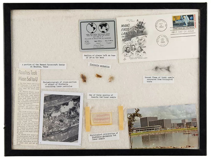 Picture 3 of Cockroaches that eat lunar dust from the Apollo 11 mission are being auctioned