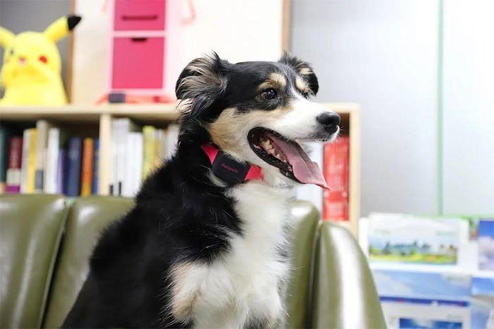 Picture 1 of Collars use AI to 'translate' dog emotions