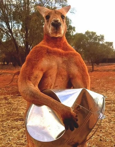 Picture 1 of Collection of the 'biggest' animals in the world