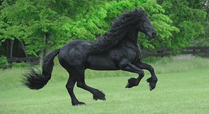 Picture 4 of Collection of the 'biggest' animals in the world