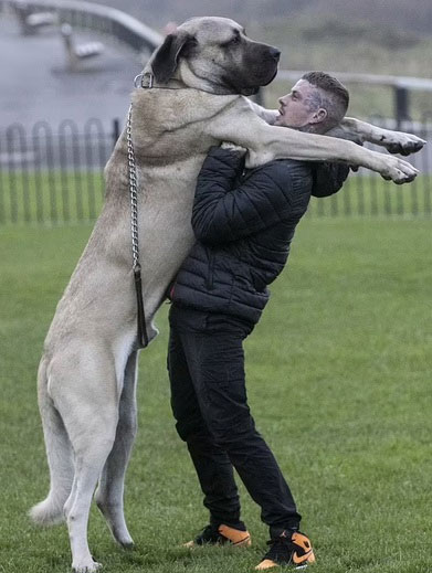 Picture 5 of Collection of the 'biggest' animals in the world
