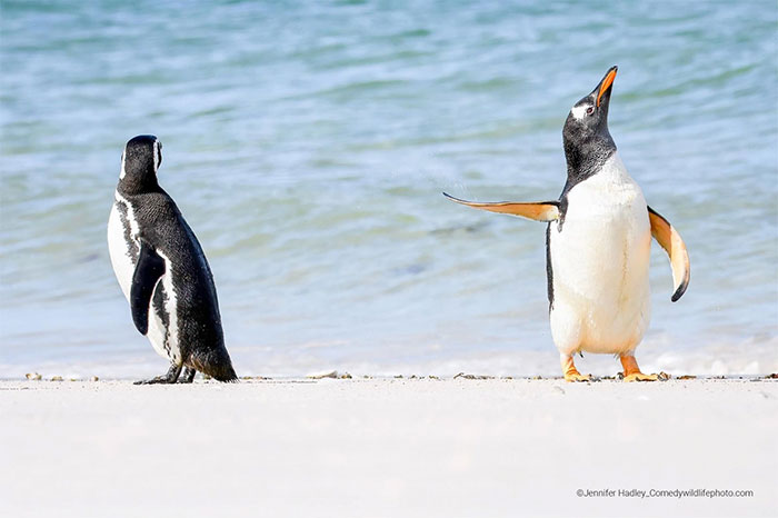 Collection of the funniest animal pictures of the year Picture 1