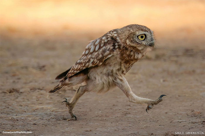 Collection of the funniest animal pictures of the year Picture 12