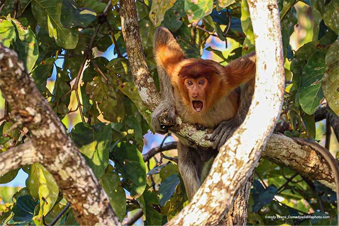 Collection of the funniest animal pictures of the year Picture 15