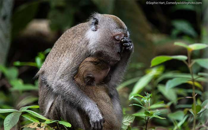 Collection of the funniest animal pictures of the year Picture 16