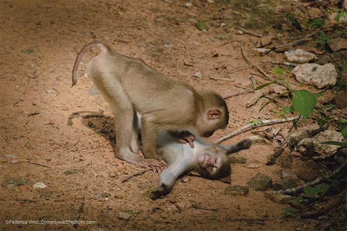 Collection of the funniest animal pictures of the year Picture 17