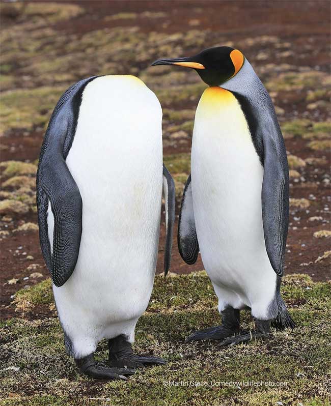 Collection of the funniest animal pictures of the year Picture 2
