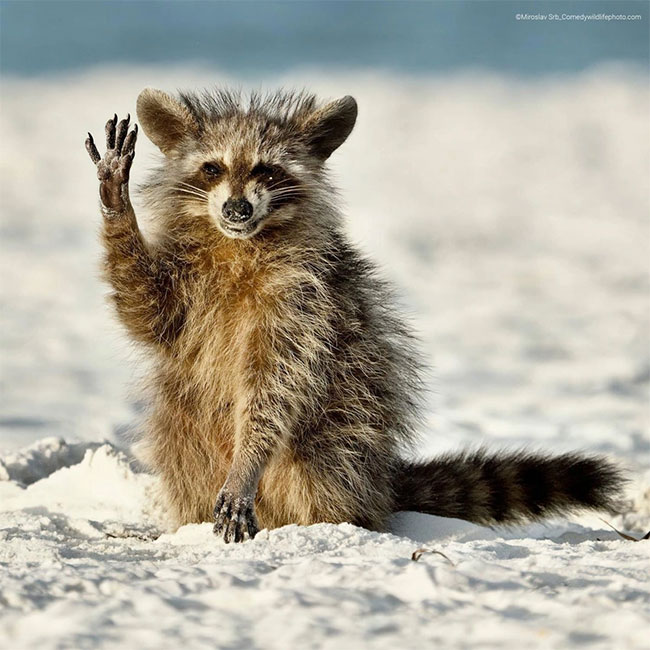 Collection of the funniest animal pictures of the year Picture 22