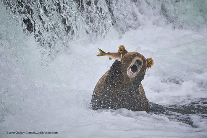 Collection of the funniest animal pictures of the year Picture 26