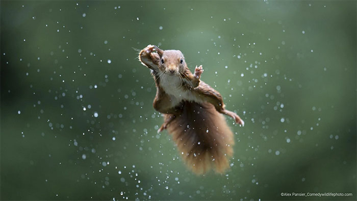 Collection of the funniest animal pictures of the year Picture 27
