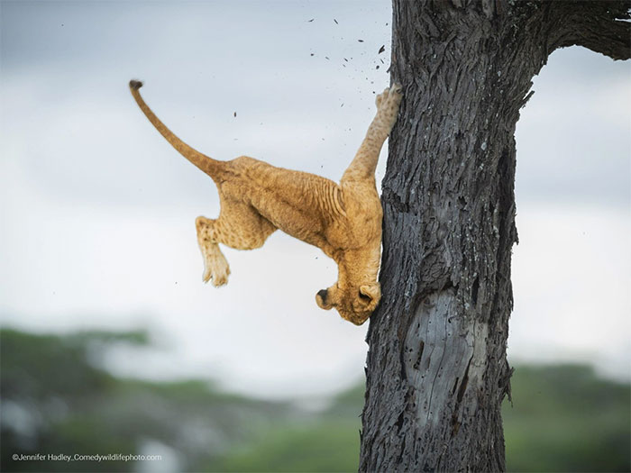 Collection of the funniest animal pictures of the year Picture 28