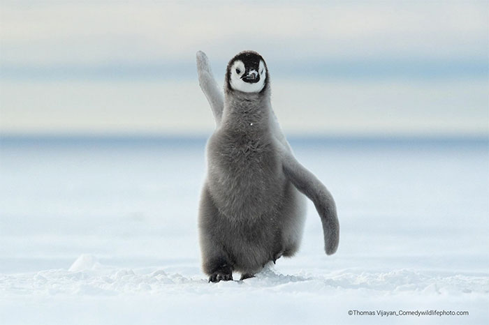 Collection of the funniest animal pictures of the year Picture 3