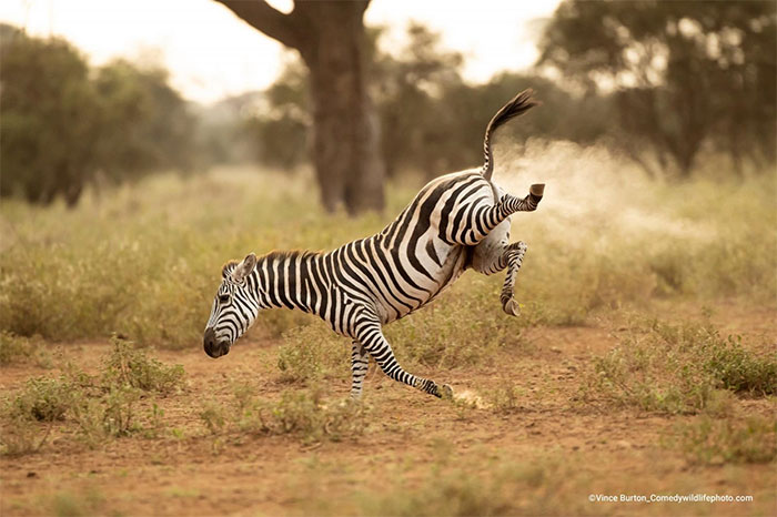 Collection of the funniest animal pictures of the year Picture 4