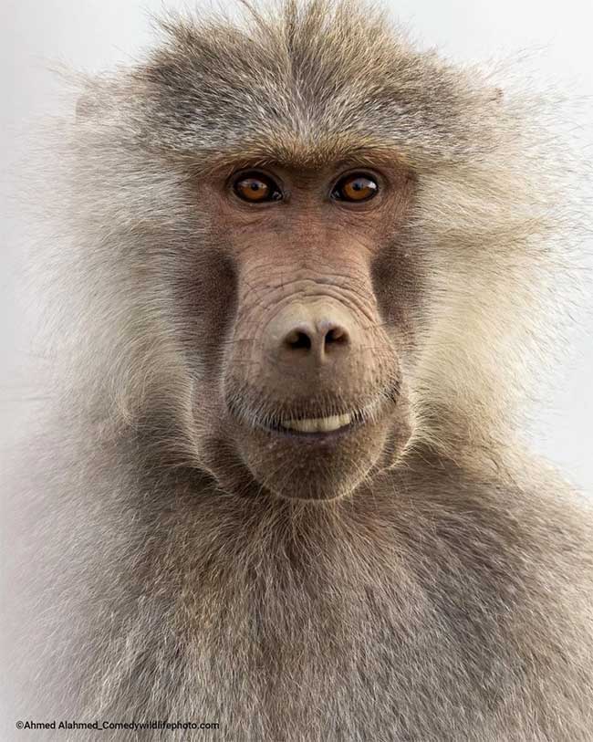 Collection of the funniest animal pictures of the year Picture 5