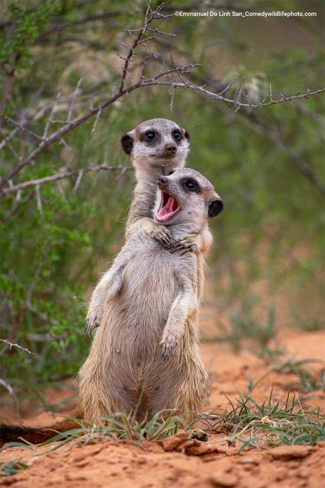 Collection of the funniest animal pictures of the year Picture 7