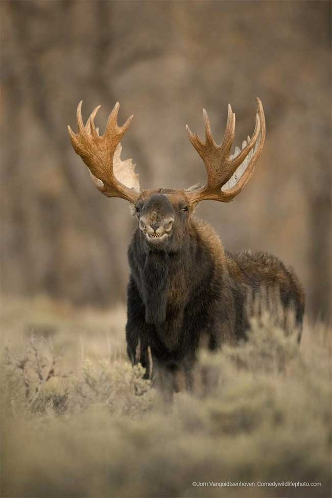 Collection of the funniest animal pictures of the year Picture 8
