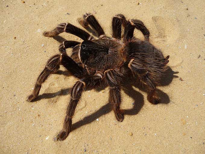 Picture 3 of Collection of the largest spiders in the world