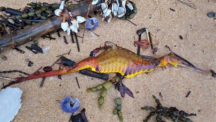 Picture 2 of Colorful strange creatures wash up on the beach after heavy rain