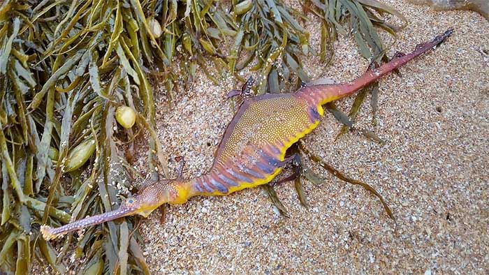 Picture 3 of Colorful strange creatures wash up on the beach after heavy rain