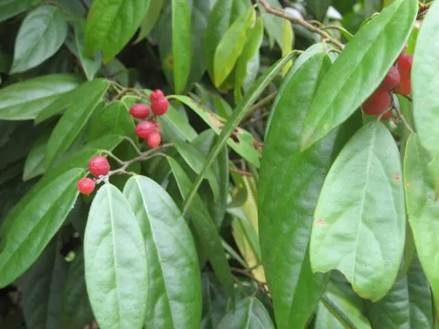 Picture 2 of Continuously finding 'white gold', experts conclude: Wherever there is this type of tree, there is treasure!