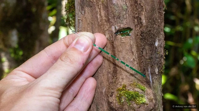 Picture 3 of Continuously finding 'white gold', experts conclude: Wherever there is this type of tree, there is treasure!