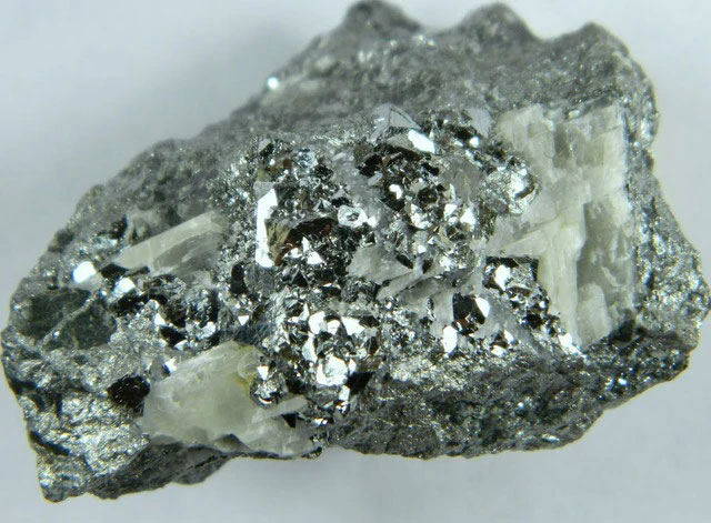 Picture 5 of Continuously finding 'white gold', experts conclude: Wherever there is this type of tree, there is treasure!