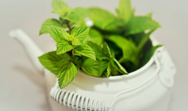 Picture 3 of 'Cool eyes' with 7 types of plants that absorb odors in the bathroom are extremely easy to grow