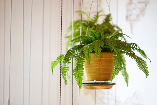 Picture 4 of 'Cool eyes' with 7 types of plants that absorb odors in the bathroom are extremely easy to grow