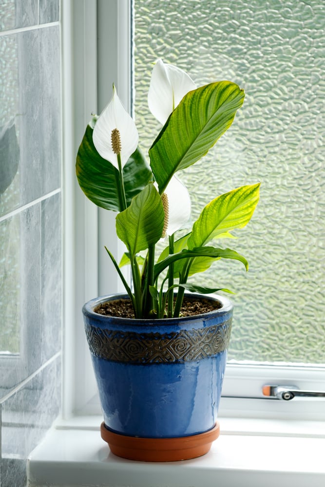 Picture 6 of 'Cool eyes' with 7 types of plants that absorb odors in the bathroom are extremely easy to grow