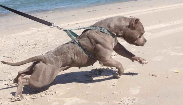 Picture 3 of Could 20 pitbulls survive for a week if placed in the African savannah?