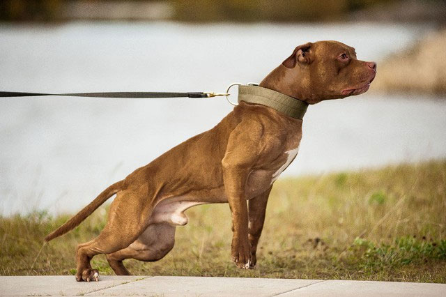 Picture 4 of Could 20 pitbulls survive for a week if placed in the African savannah?