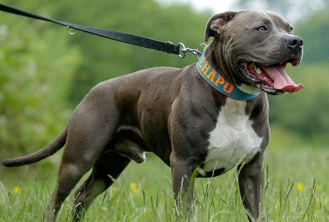 Picture 5 of Could 20 pitbulls survive for a week if placed in the African savannah?