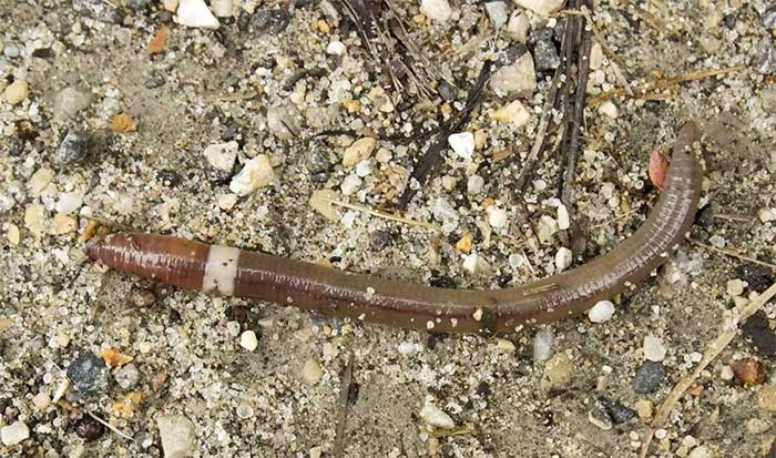 Picture 2 of 'Crazy worms' bombard forests of 15 US states