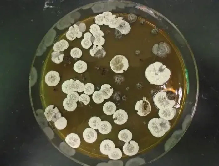 Picture 1 of Create renewable jet fuel from bacteria, replacing fossil energy in the future