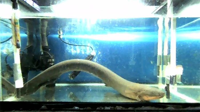 Picture 1 of Creating an electric source makes crocodiles run, why don't electric eels get electrocuted?