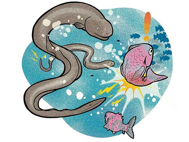 Picture 2 of Creating an electric source makes crocodiles run, why don't electric eels get electrocuted?