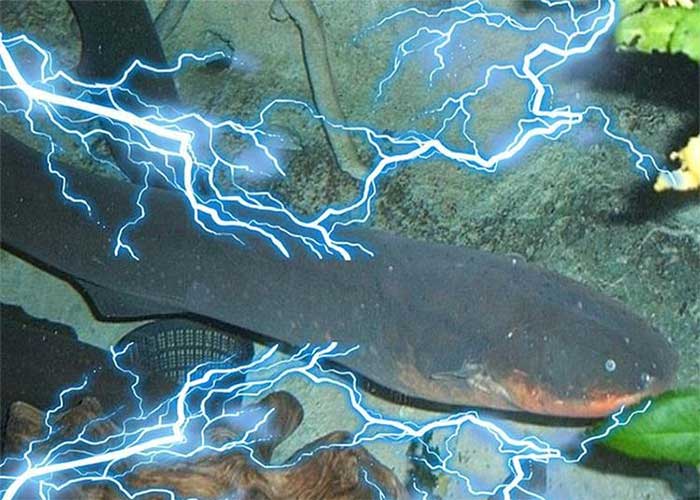 Picture 3 of Creating an electric source makes crocodiles run, why don't electric eels get electrocuted?