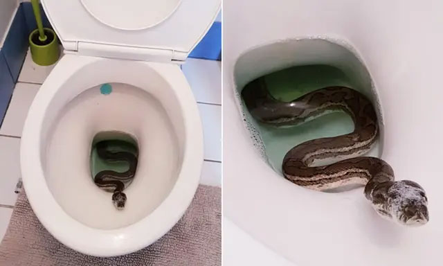 Creatures that can break into the toilet and make you 'cry out' Picture 1