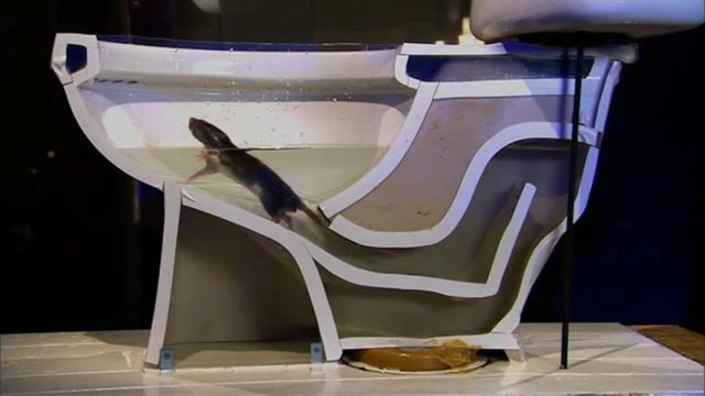 Creatures that can break into the toilet and make you 'cry out' Picture 2