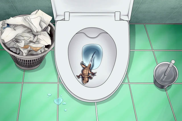 Creatures that can break into the toilet and make you 'cry out' Picture 3