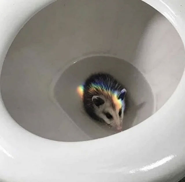 Creatures that can break into the toilet and make you 'cry out' Picture 4