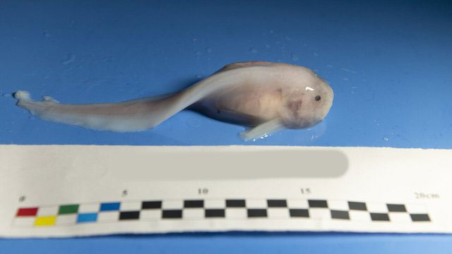 Picture 2 of Creatures that can survive in a place with pressure equivalent to 48 jet planes