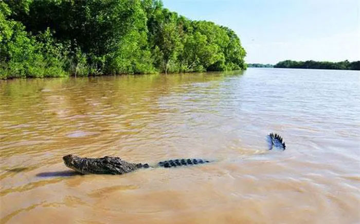 'Crocodile island' Ramee - The place to challenge the bravest people in the world Picture 1