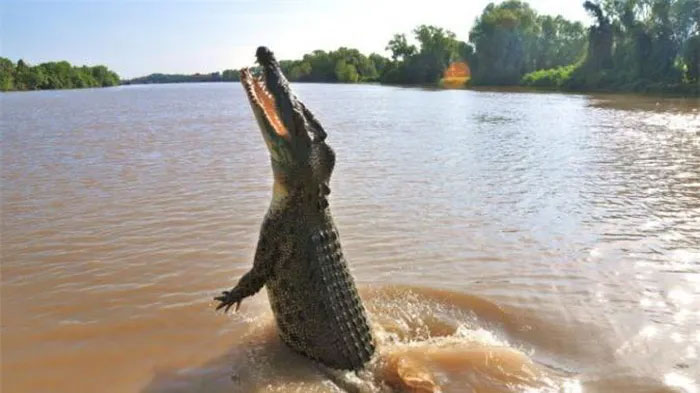 'Crocodile island' Ramee - The place to challenge the bravest people in the world Picture 2