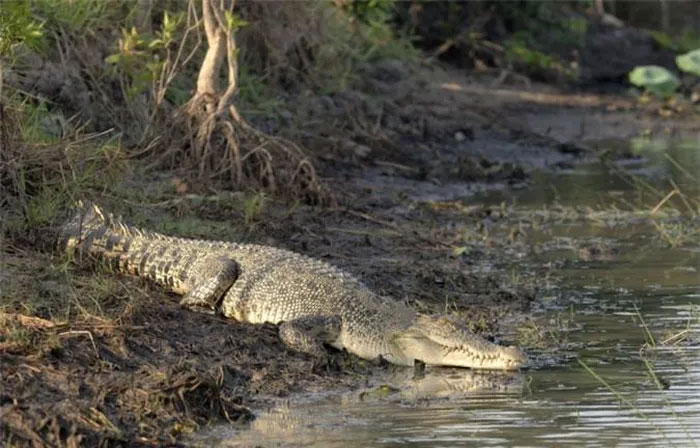 'Crocodile island' Ramee - The place to challenge the bravest people in the world Picture 3