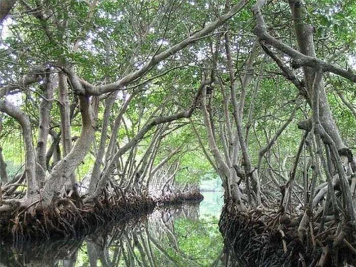 'Crocodile island' Ramee - The place to challenge the bravest people in the world Picture 5