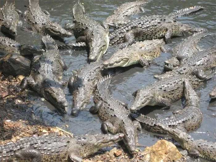 'Crocodile island' Ramee - The place to challenge the bravest people in the world Picture 6