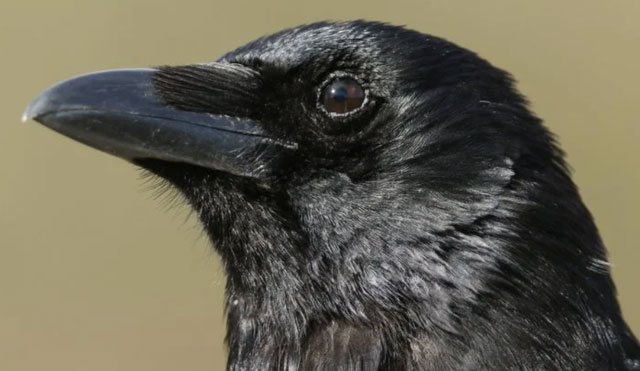 Picture 1 of Crows are capable of conscious thought like humans.