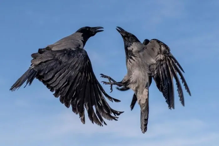Crows cause riots, causing an American town to use lasers to scare them away Picture 1