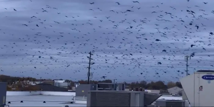 Crows cause riots, causing an American town to use lasers to scare them away Picture 2